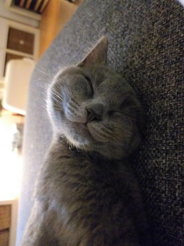 34. "Adopted Him Last Week From A Shelter. I Think He's Happy About It"