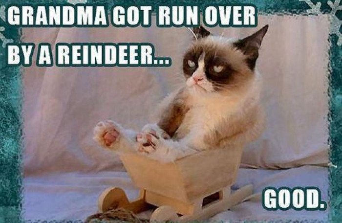 Cat lounging in the nativity manger, Christmas decorations and creche scene behind