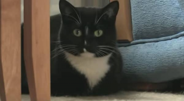 10. Diabetic saved by a cat.