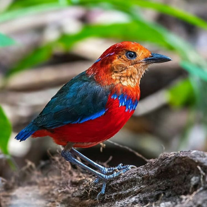The Blue-banded Pitta is found in Indonesia, and it is native to the island of Borneo