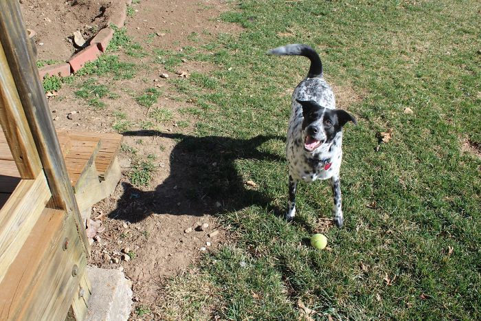 "Dog's Shadow Looks Exactly Like a Cat"