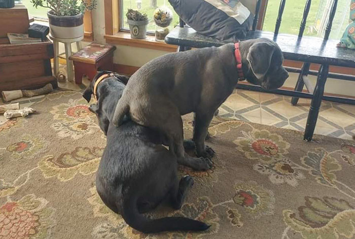 Recently, Jennifer, the human behind the doggo madness, shared some hysterical photos of Archie and Tallulah on Facebook, captioning them: