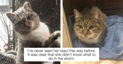 During A Polar Vortex, This Stray Cat Begged To Come Inside This Man's Home