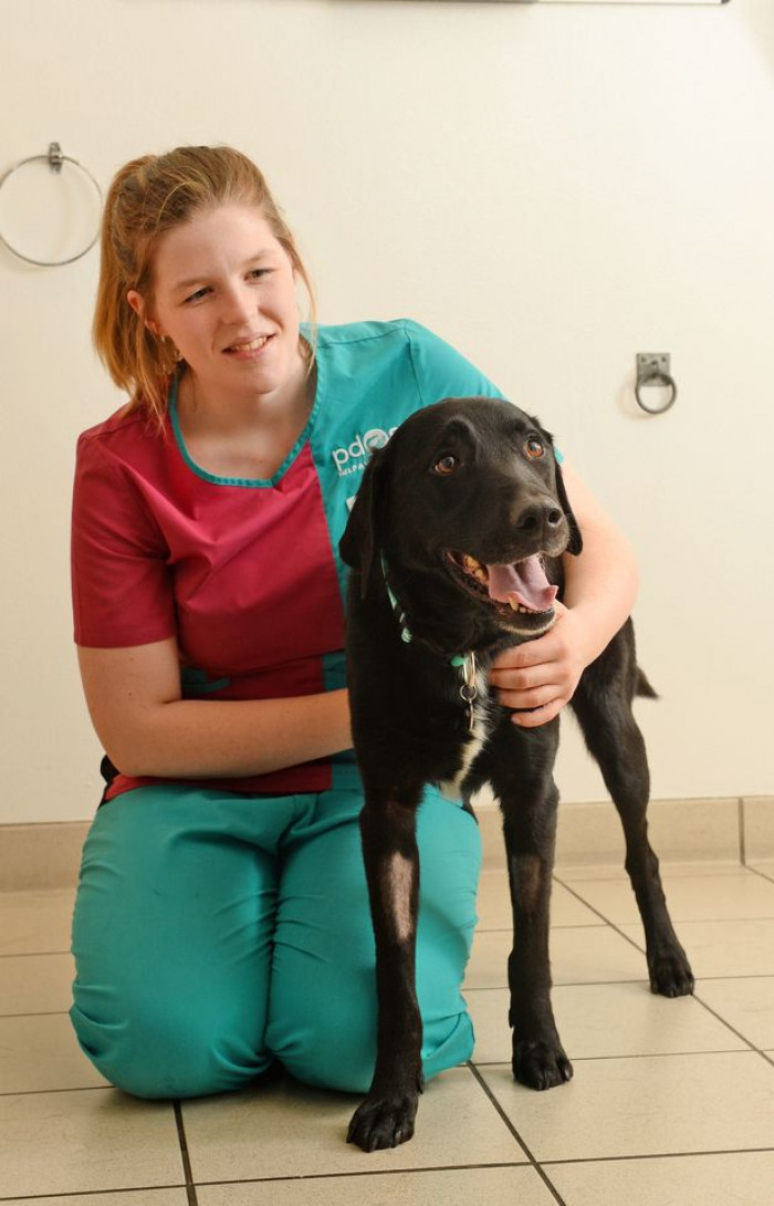 Poor Marley Has Endured Two Serious Surgical Procedures.