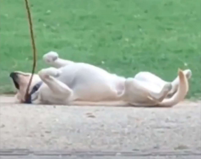 Dog lying still in a park, playing dead to avoid leaving
