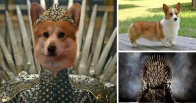 Twitter Has Filled Out Our Game Of Thrones Void With The Game Of Corgis