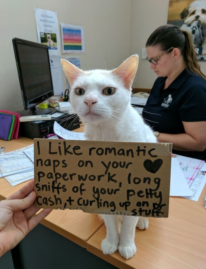 Champas was a resident at the Animal Welfare League shelter in Australia. He was renowned for being shy and rarely engaged with others. He spent most of his time alone, like many animals do in shelters.