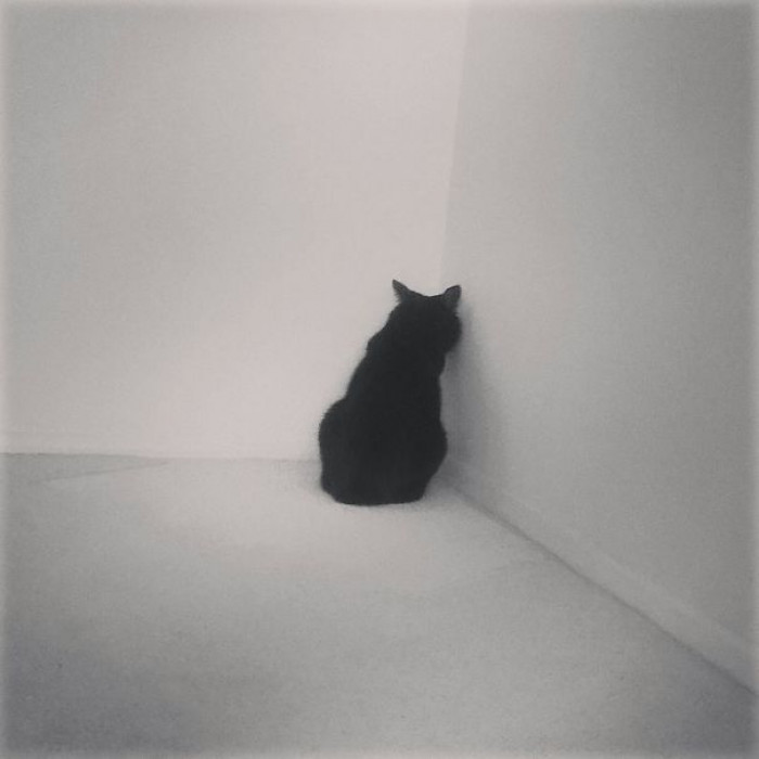 14. "Kitty doing some corner time..."