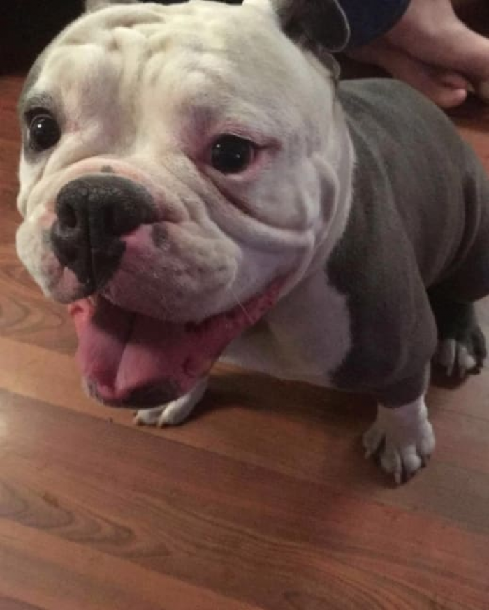 Happy snoot dog with wagging grin, close-up face, joyful eyes