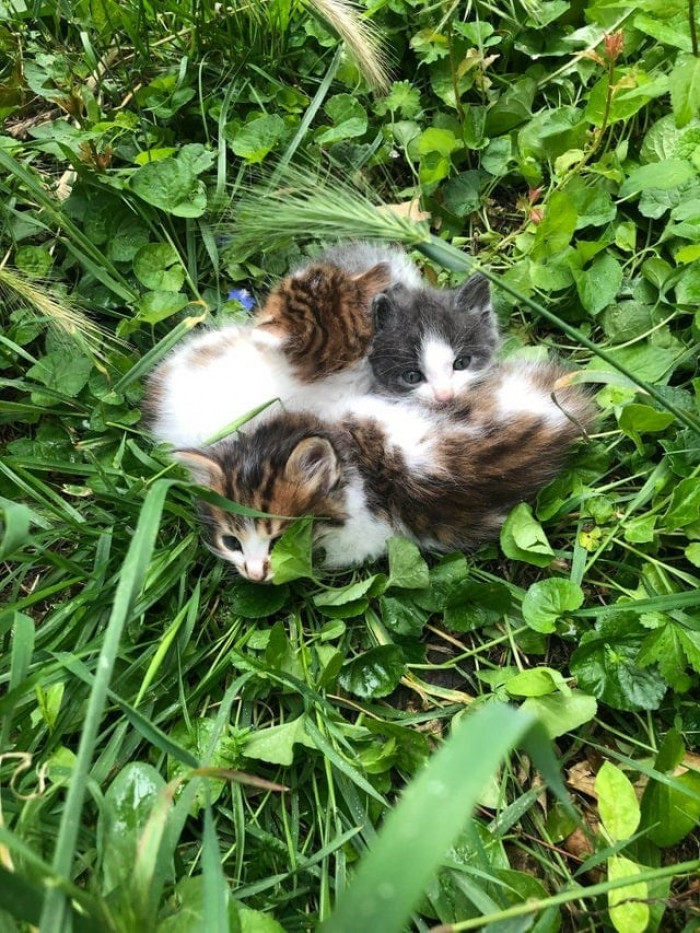 One morning, these kitties were found in a garden.