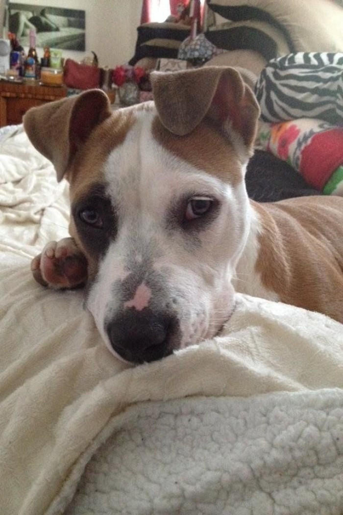 Woman pedals a bicycle through smoke, carrying a large dog in backpack