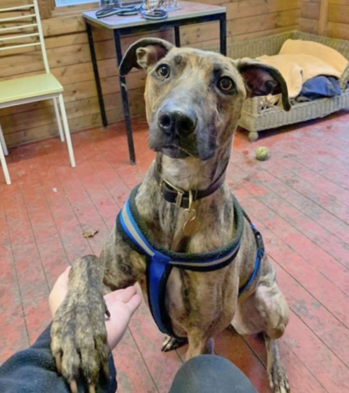 941 other residents at the shelter have been adopted who came after Sue.