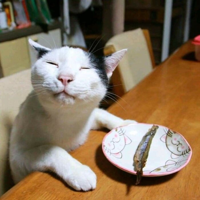 The worlds happiest cat at dinner
