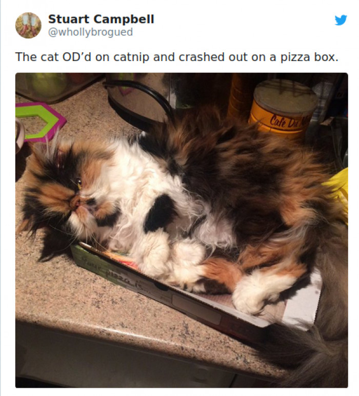 Cat cuddles inside a pizza box, warm cover and cozy comfort