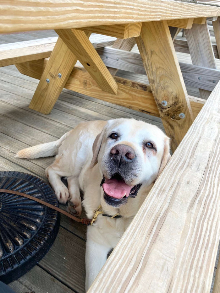“We have plenty of indoor and outdoor dog beds, but in her opinion, the warm deck can’t be beaten.”