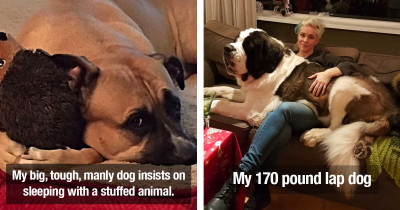 Enormous Dogs That Still Behave Like Puppies Despite Their Huge Size