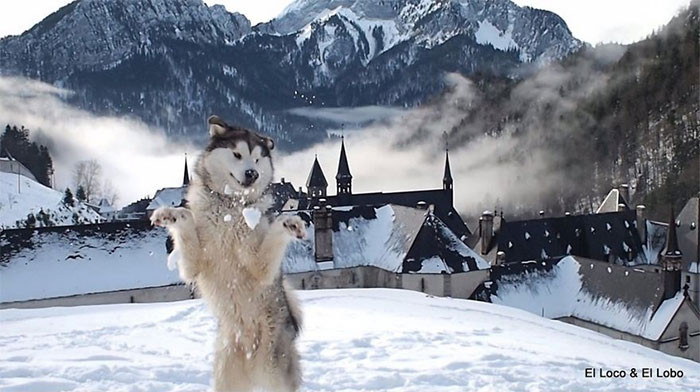 #38 Australian-Native Malamute's joyous first time in the snow, even better he's next to Le Monastère De La Grande Chartreuse.