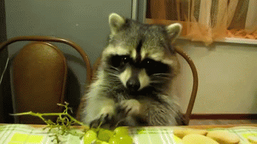Are raccoons pests? It's hard to say.