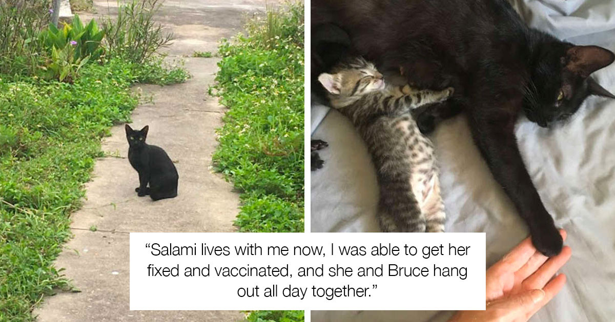 this cat and mouse have been best friends ever since
