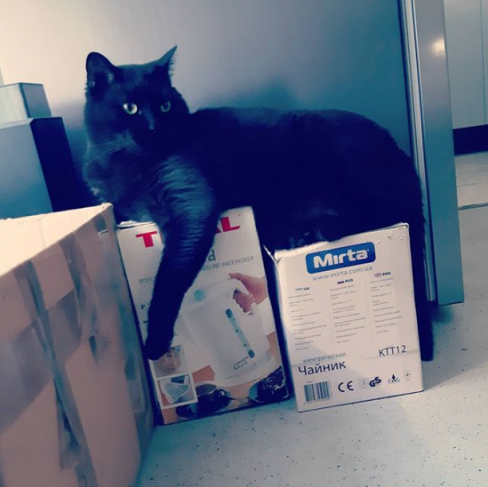 3. You can tell she doesn't like boxes, but...