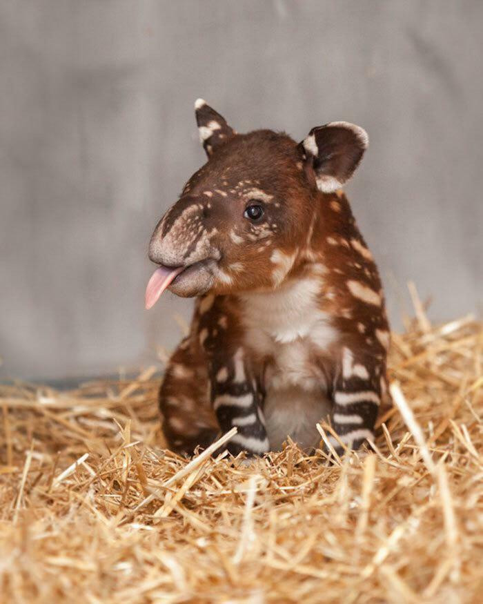 44. Baby Tapir Sticking Out It's Tongue