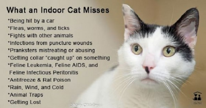 Keeping Your Cat Indoors Can Make Both You And Your Cat Healthier