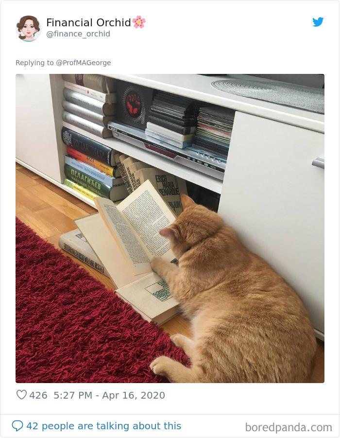 6. Such an intellectual kitty