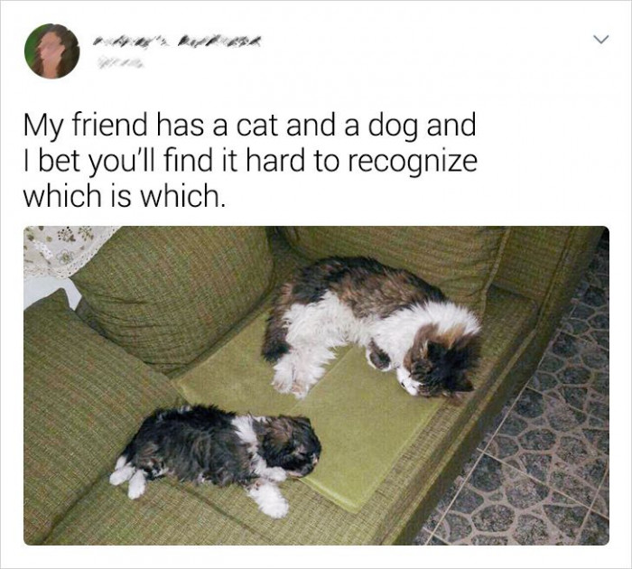 6. Which one's the dog and which one's the cat? Did you have a hard time?