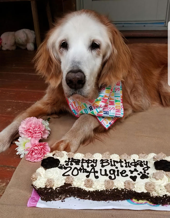 Celebrating with her humans and her dog siblihngs siblings Sherman, Belle, and Bruce, Auggie's birthday was made all the more special with a huge banner printed out and a delicious looking carrot cake.