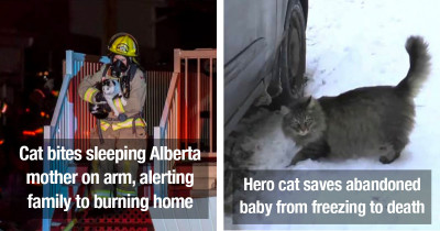 Valiant Cats Being Complete Heroes Will Make You Squeeze Yours Over and Over Again, Even Though They Definitely Do Not Want You To