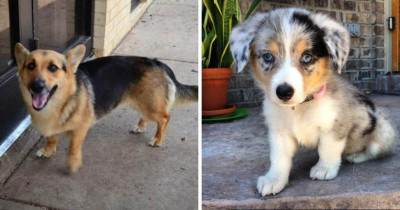 Corgi Mutts That Are Everything Pure and Good In This World