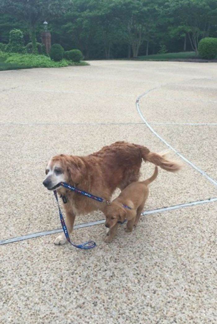 18. Old pup takes young pup for a walk to learn the basics