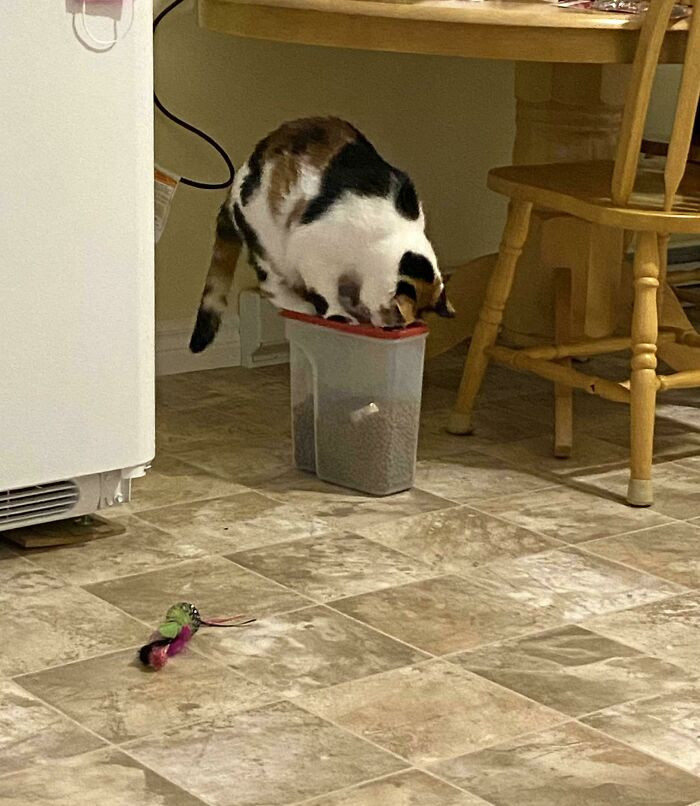 3. My Cat Wouldn’t Stop Trying To Get Into Her Food Bag. I Put Her Food Into A Container Instead And This Is How I Found Her