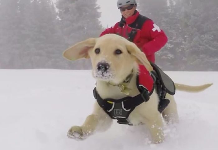 1. A man riding a giant dog