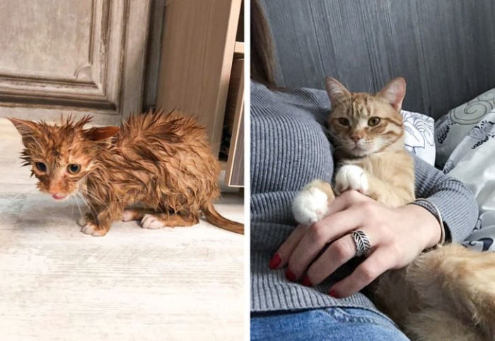 16. He was discovered on the streets by strangers. They took him in, and with a bit of good care and proper nutrition, he's a whole different cat.
