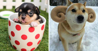 Wholesome Posts Of Our Favorite Little Doggos And Puppers This Week