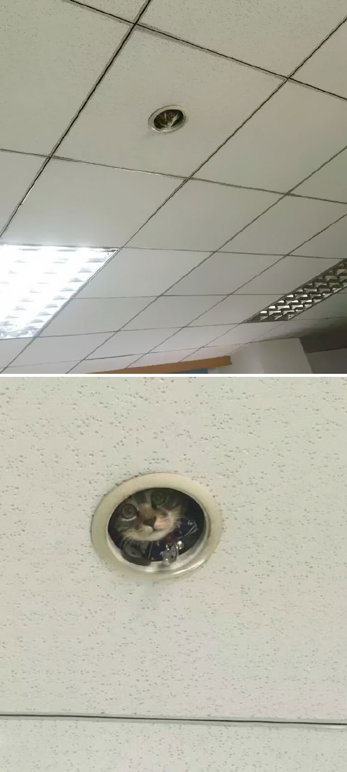 9. Ceiling cat is here to beef up the security.