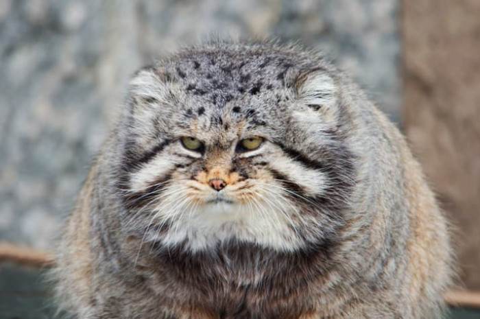 Manul cat with thick fur, adults appear unhappy in the background.