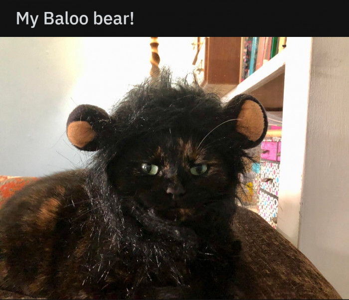 Furious Feline
