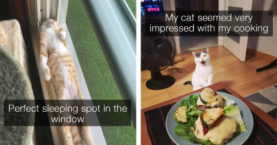 Wholesome Cats To Make Your Day Better