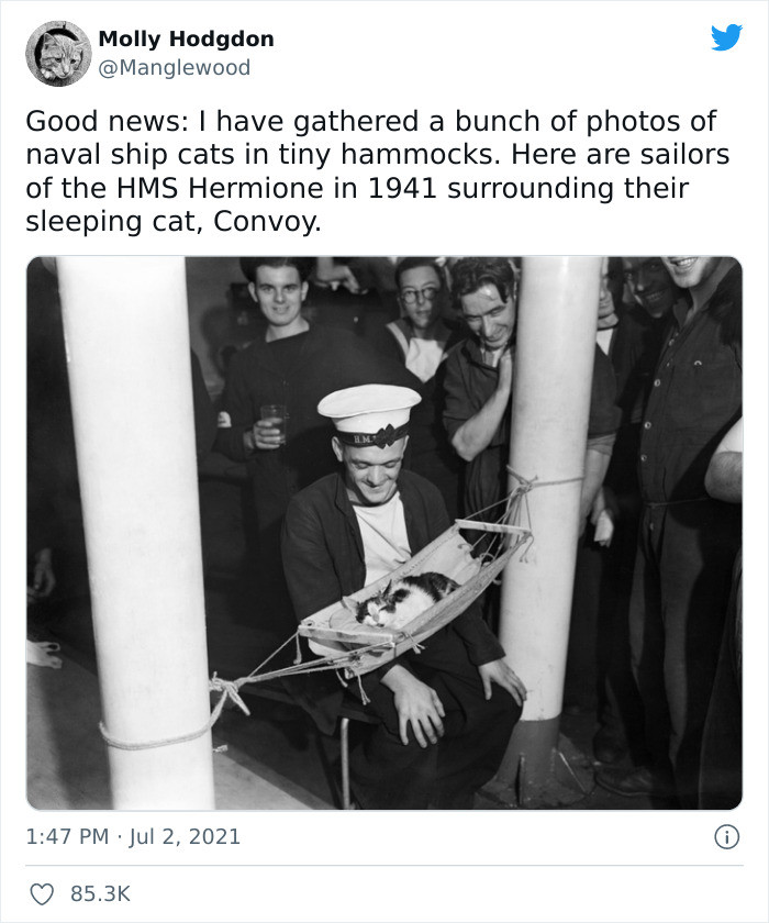@Manglewood made a list of historical cat photographs featuring those who had their own hammocks and served on naval ships.