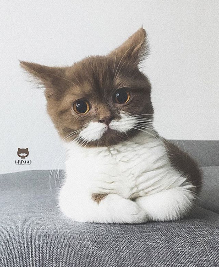 Gringo the moustache cat sitting indoors, playful expression and thick facial fur