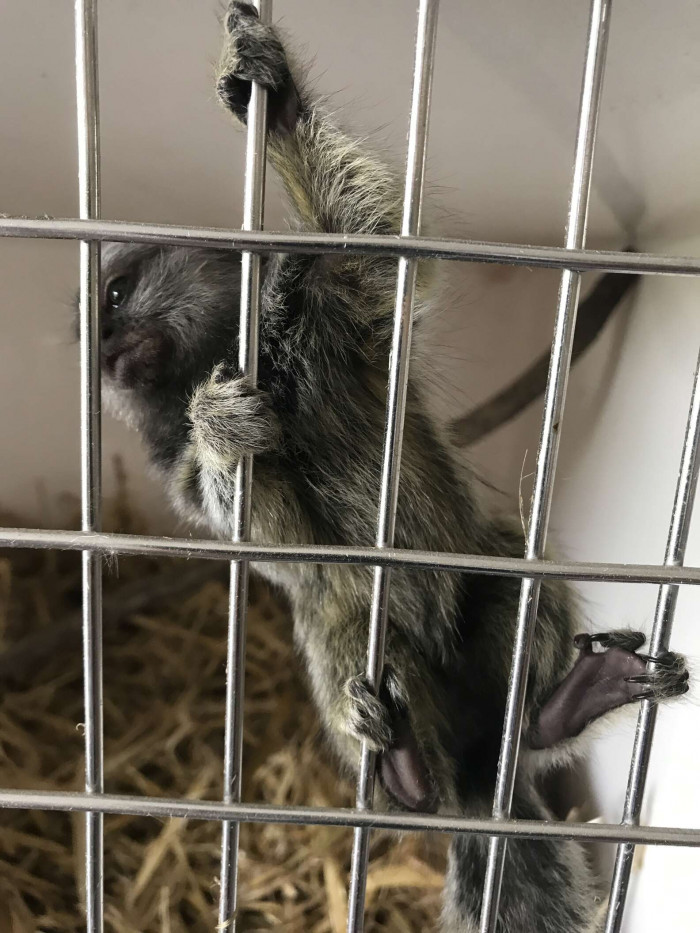 Alison Cronin, the director of Monkey World, went to collect TikTok personally from the RSPCA. 