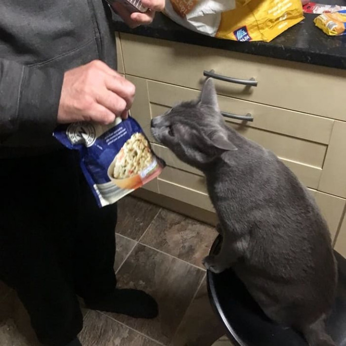 1. “My dad who ’didn’t want a cat’ showing Lucas every item from his recent grocery trip because 