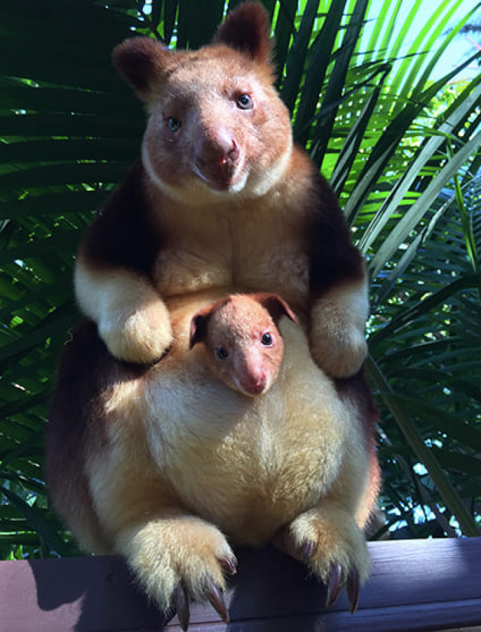20. The Goodfellow's Tree Kangaroo.