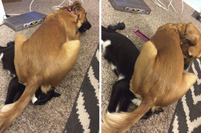 #67 Dog Walked Into The Room. Sat On The Cats Face. Then Re-Adjusted To Make Sure She Was Getting Maximum Ass To Face Coverage