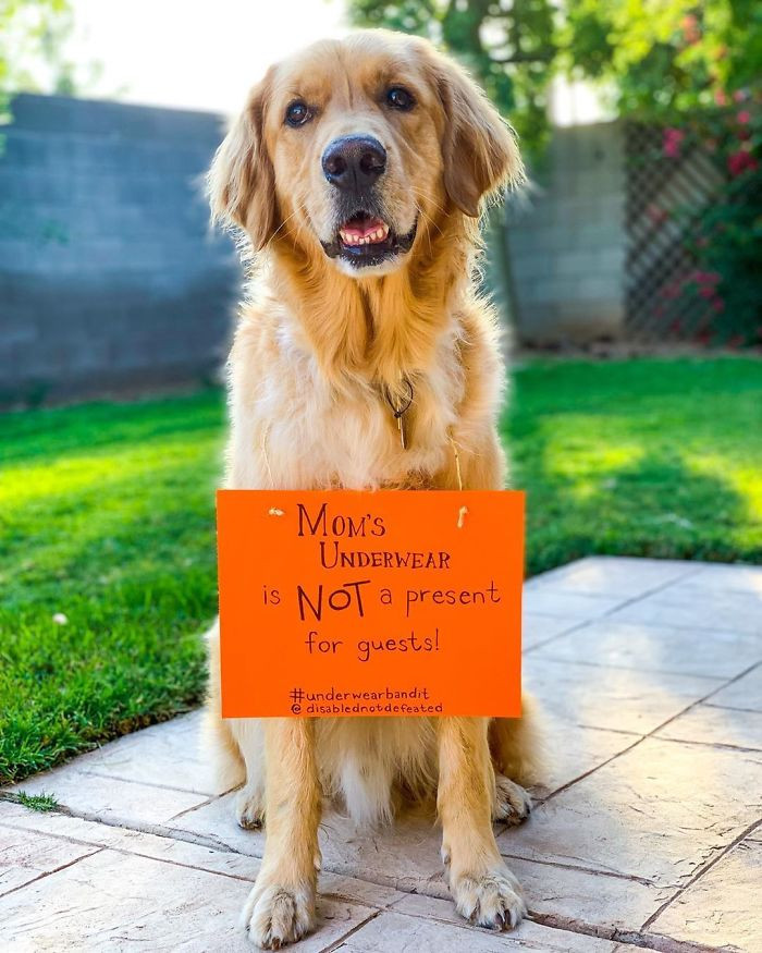 29. "Atlas The Service Dog Sits In Front Of The Camera With A Toothy Grin Wearing A Sign That Says 'Mom’s Underwear Is Not A Present For Guests'"