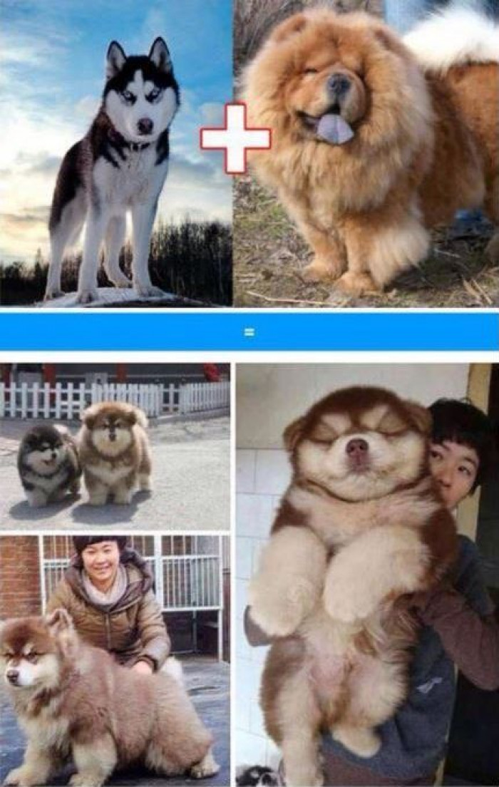 2. Chow-Chow and a Husky