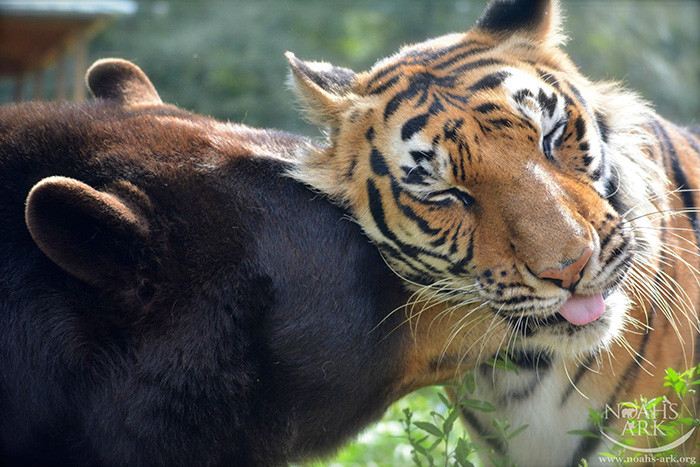 Noah's Ark never charges admission to come and see the animals, but they accept (and appreciate) donations.