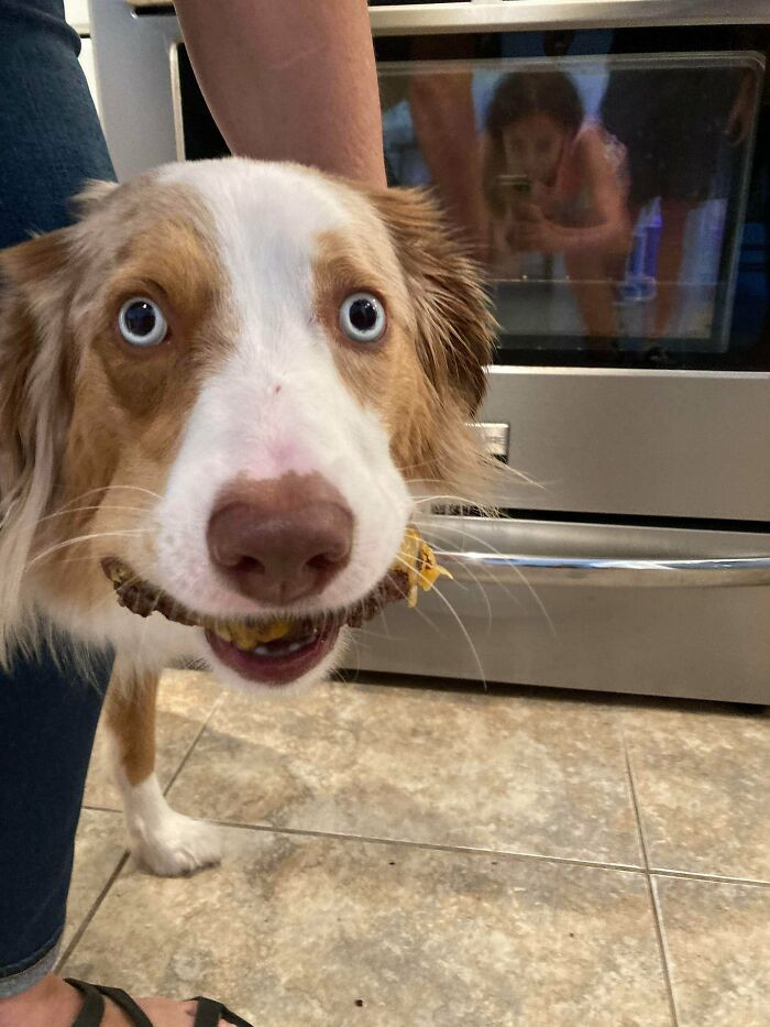 49. "Cheeseburger Thief Caught Red-Handed"